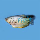 Blue Gourami - Three Spot