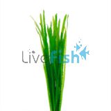 Vallisneria - Thin Bunch