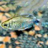 Reed Tetra