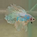 Assorted Male Select Halfmoon Rosetail