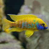 Yellow Benga Peacock 