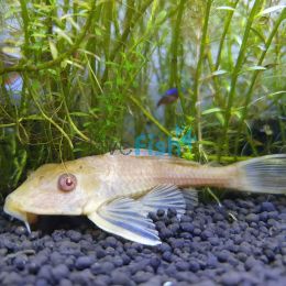 Golden Plecostomus Catfish 4cm