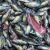 Silver - Perch