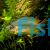 Eastern Rainbownth Johnstone River 