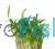 Cryptocoryne Lutea Tissue Culture Tub
