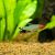 Rummynose Tetra