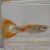 Male Pigeon Blood Guppy