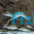 Silver Perch
