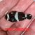 2x Black and White Misbar Clownfish