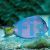 Atlantic Blue Tang - Medium