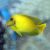 Acanthurus chronixis 