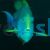 Tang Yellowfin Surgeonfish
