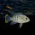 Aequidens Rivulatus
