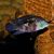 Pair Aequidens Rivulatus White Edged Silver Saum 10cm