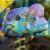 Aequidens Rivulatus Gold Saum 5cm