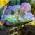 Aequidens Rivulatus Gold Saum