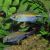 African Longfin Tetra