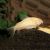 Albino Corydoras 6cm