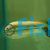 Albino Bichir