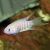 Albino Paradise Fish - Macropodus Opercularis