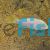 Albino Princess Cichlid 3.5cm