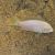 Albino Princess Cichlid 4cm