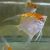 Albino Red Cap Angelfish