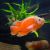 Albino Red Oscar
