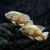 Albino Tiger Oscar 