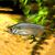 Yellowtail Congo Tetra