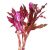 Alternanthera Reineckii - Mini Submersed