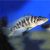 Altolamprologus Fasciatus