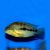 Amatitlania Septemfasciata