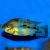 Amatitlania Septemfasciata