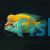 Red Devil Cichlid 