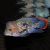 Rivulatus Gold Saum
