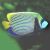 Angelfish Emperor - Large Juvenile 