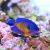 Angelfish Cebu Coral Beauty 