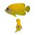 Angelfish Lemonpeel