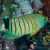 Angelfish Orange-Lined 