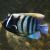 Angelfish Six Banded
