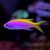 Anthias Evan's - Medium - Pseudanthias evansi