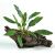 Large Driftwood - Anubias Afzelli