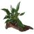 Anubias Afzelli (OT) - Medium Driftwood