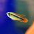 Apistogramma Double Red