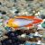 Apistogramma Agassizii Gold Fire