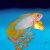 Pair Apistogramma Borelli Opal 3cm