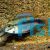 Apistogramma erythrura