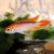 Apistogramma Fire Red
