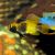 apistogramma-nijsseni